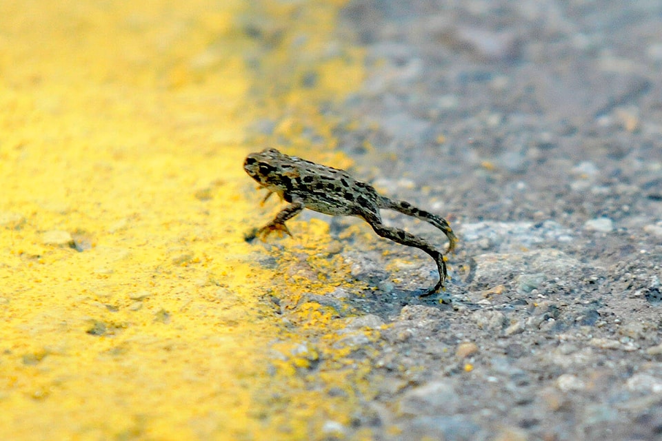 29049816_web1_220507-CPL-Unofficial-holidays-May8to14-WesternToad_1