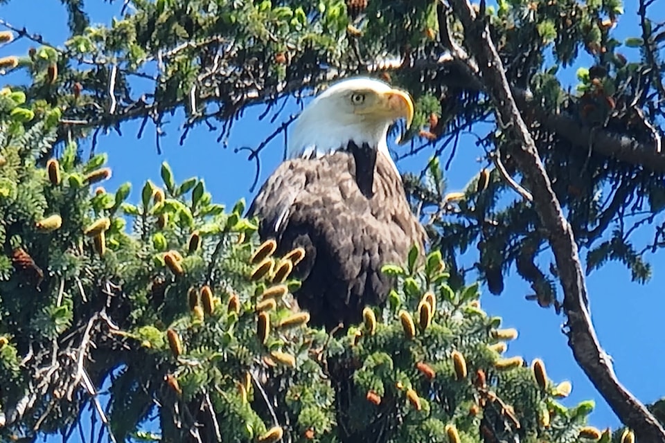 Campbell Riverite Chelsea Cheeba was attacked by an eagle in Campbell River. Photo courtesy Chelsea Cheeba