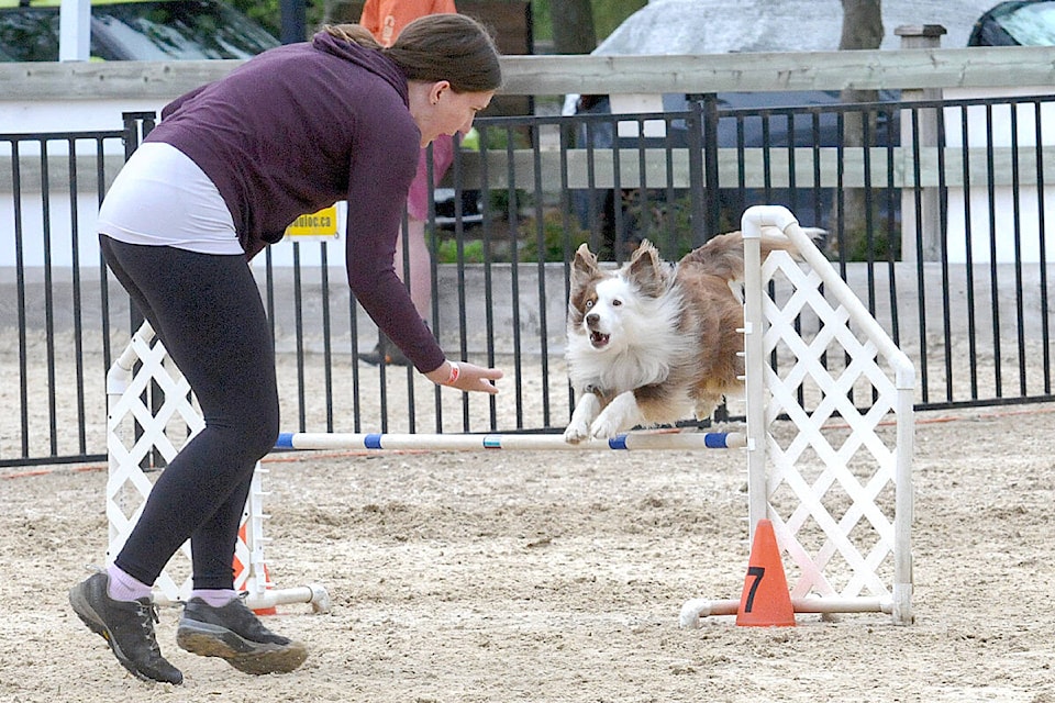 A handler directs a competitor over an obstacle at the BC/Yukon regonal dog agility championships held June 17 – 18 at Thunderbird Show Park in Langley. It was the first since 2019. (Dan Ferguson/Langley Advance Times)