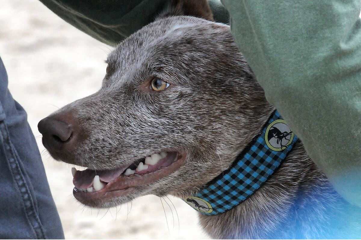 One of 280 competitors at the B.C./Yukon dog agility championships held June 17 鈥 18 at Thunderbird Show Park in 91原创, the first since 2019. (Dan Ferguson/91原创 Advance Times)