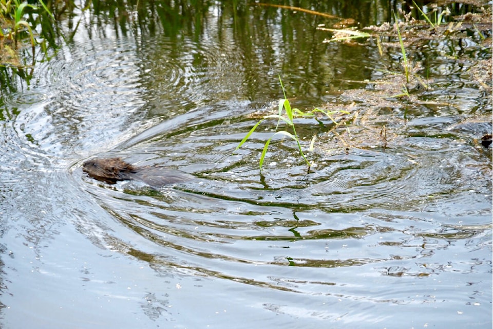 29730819_web1_220711-LAT-RH-LENSOrlowskiMuskrat-critter_2