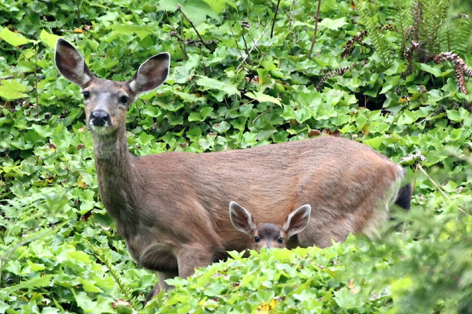 Mule deer and fawn (David Clements/Special to Langley Advance Times)