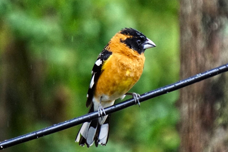 29738965_web1_220711-LAT-RH-LENSKolisnykGrosbeak-Veronica_1