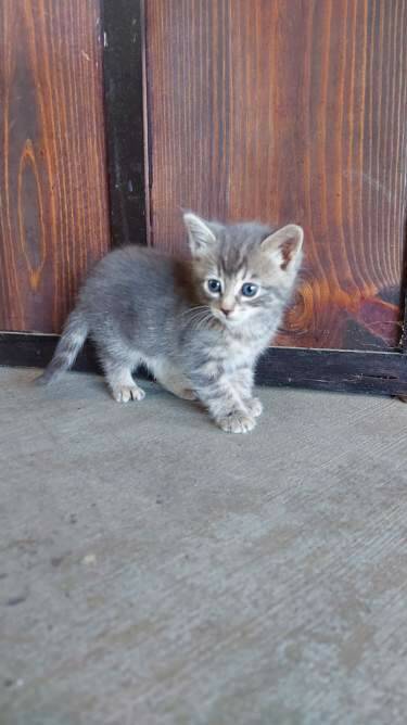 Pictured is Rocky the Kitten, who is now safe and sound after being rescued from an old well on Tuesday, July 12, 2022. (Submitted file)
