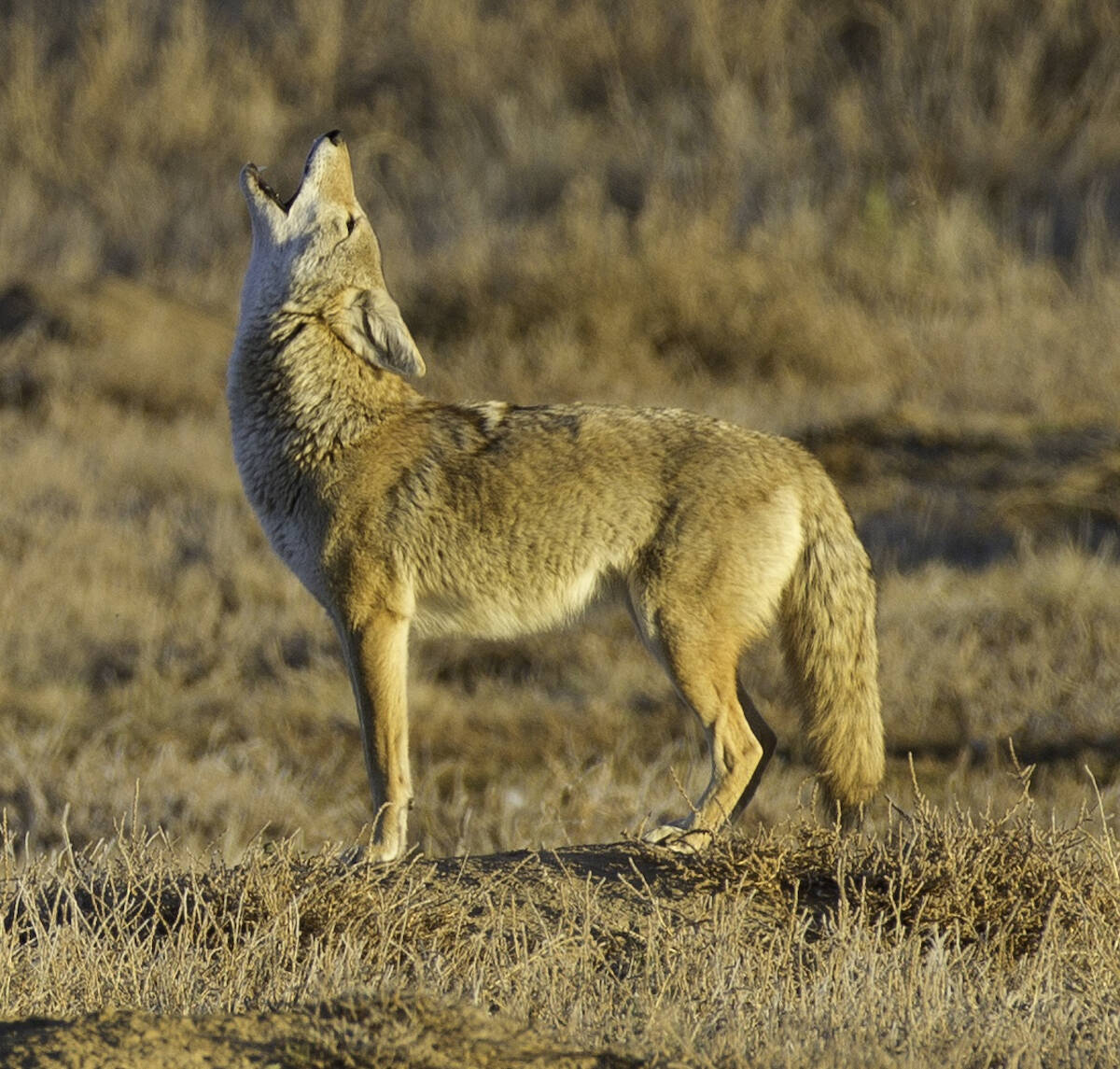 Second coyote attack in two weeks reported in Aldergrove - Langley Advance  Times