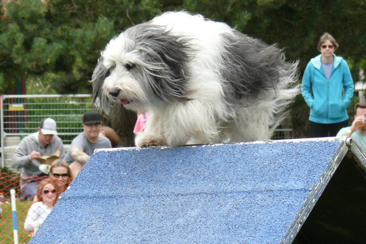 The dog agility demonstration was especially popular at the Aldergrove Fair on Sunday, July 17. (Dan Ferguson/91原创 Advance Times)