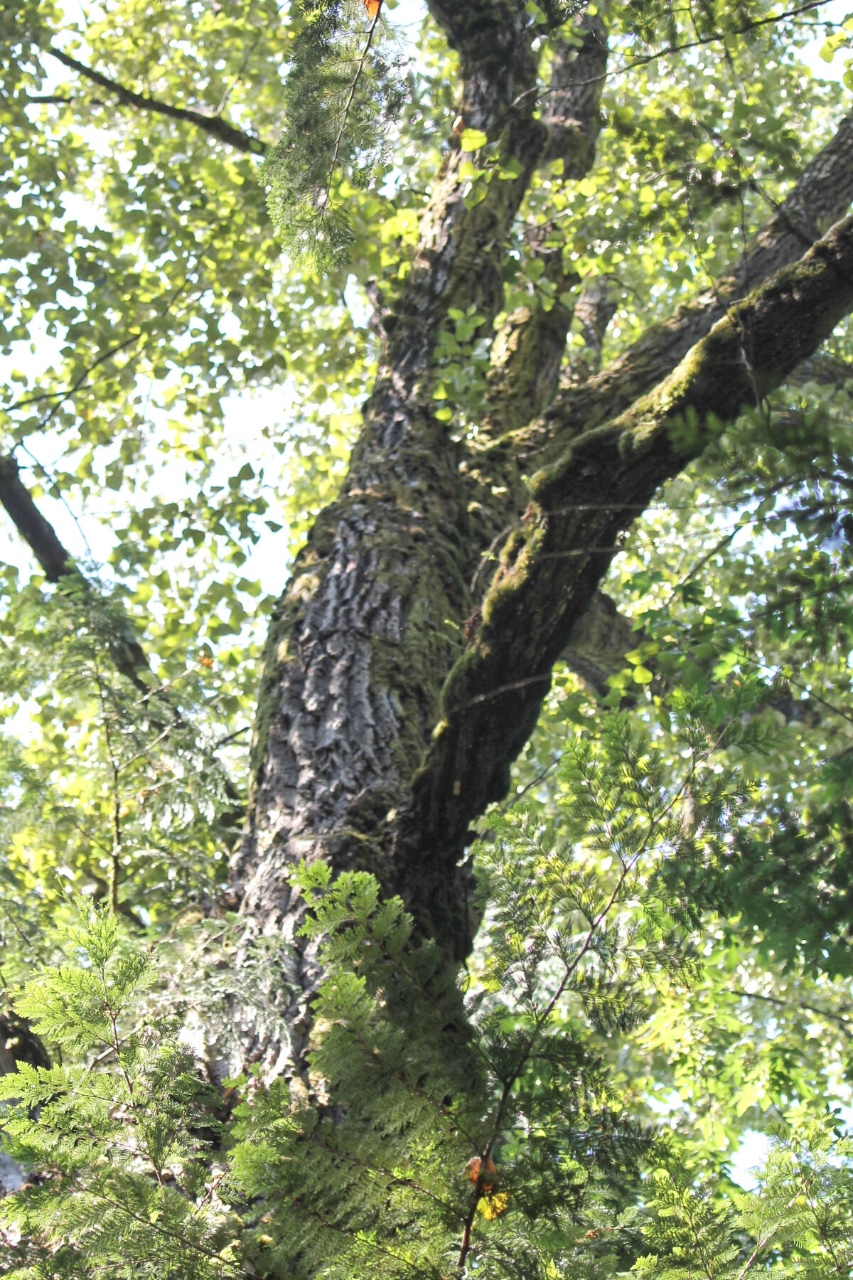 29941825_web1_220731-LAT-RH-GreenBeatTrees-Cottonwood_1