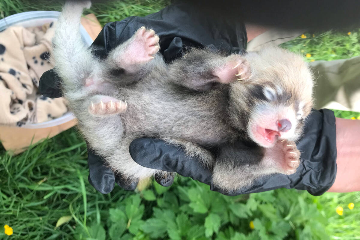 30203188_web1_copy_220826-LAT-RH-RedPandas-cubs_1