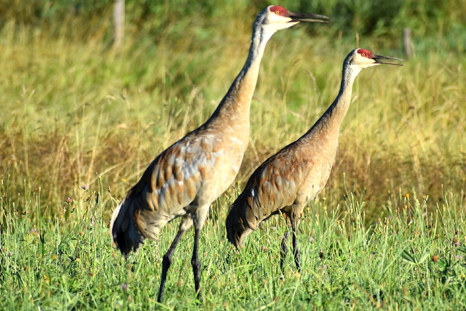 30203983_web1_220826-LAT-RH-LENSGoodyearCranes--Cora_1