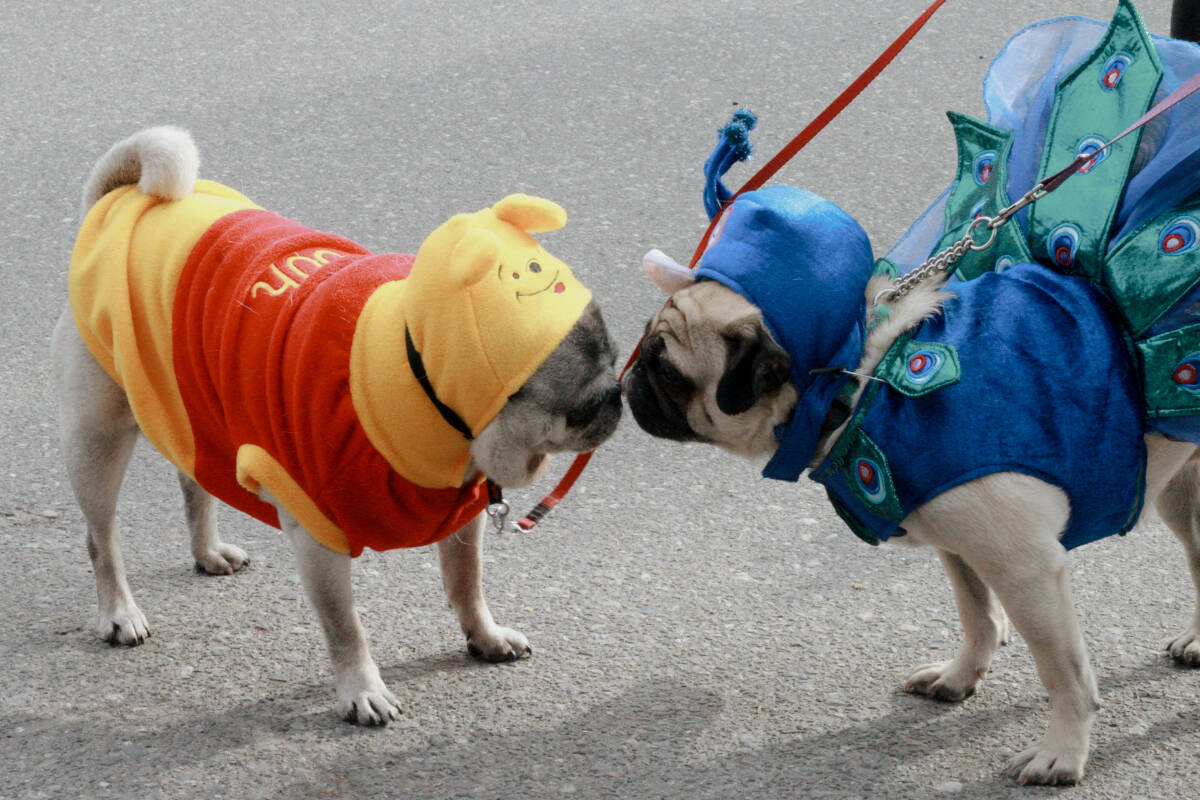 Pug dressed up hotsell
