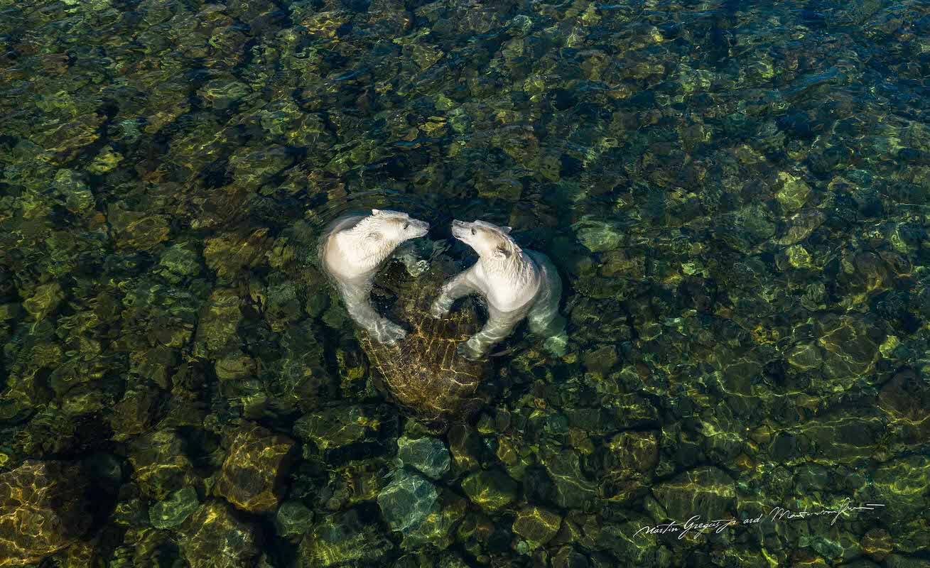 Polar bears photographed by Martin Gregus Jr. (Submitted photo)