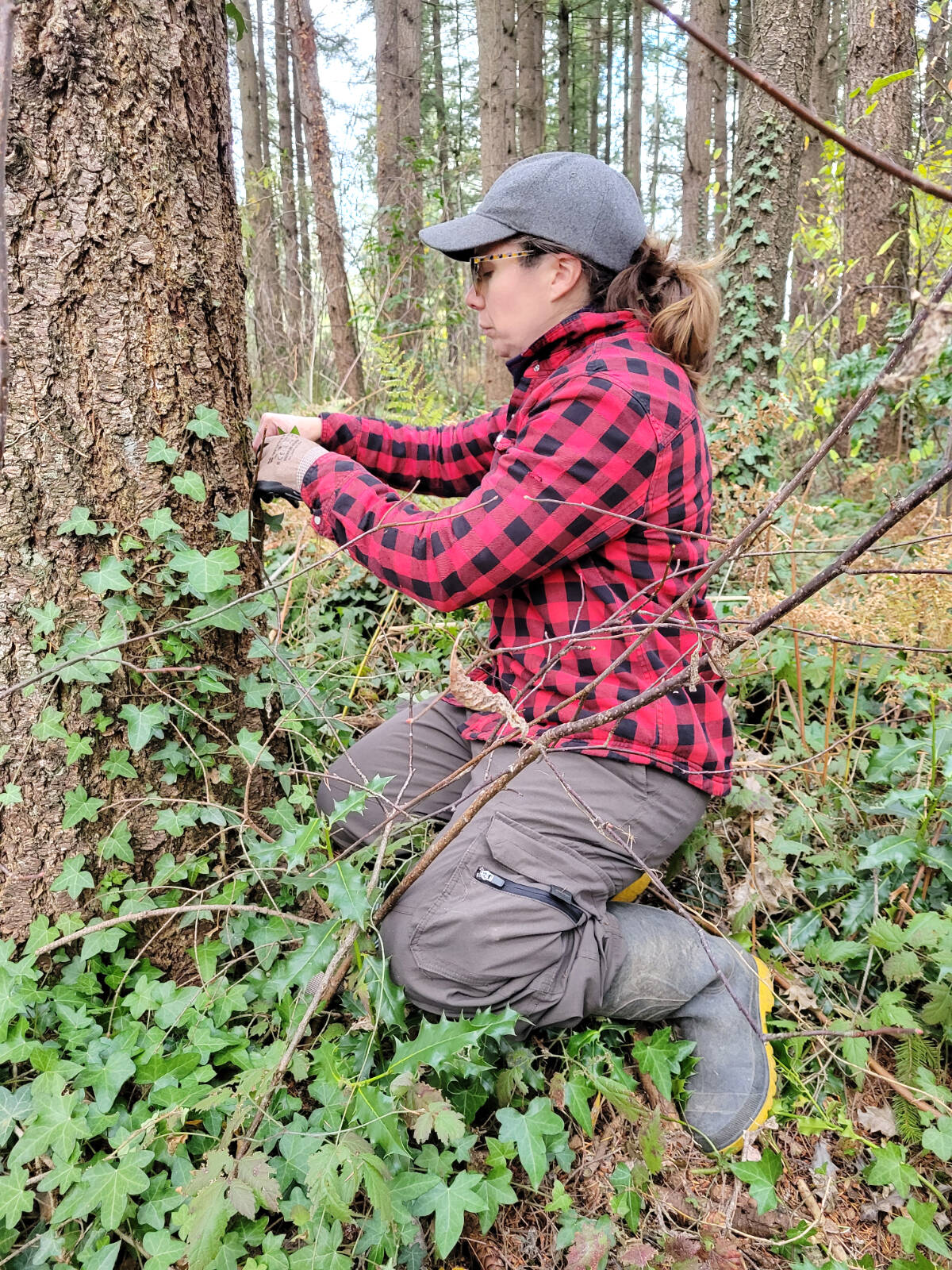 On Sunday, Nov. 20, Alexandra Falconer, garden programs coordinator at Langley Environmental Partners Society (LEPS) was pulling ivy off trees in Aldergroves Steele park. (Dan Ferguson/Langley Advance Times)