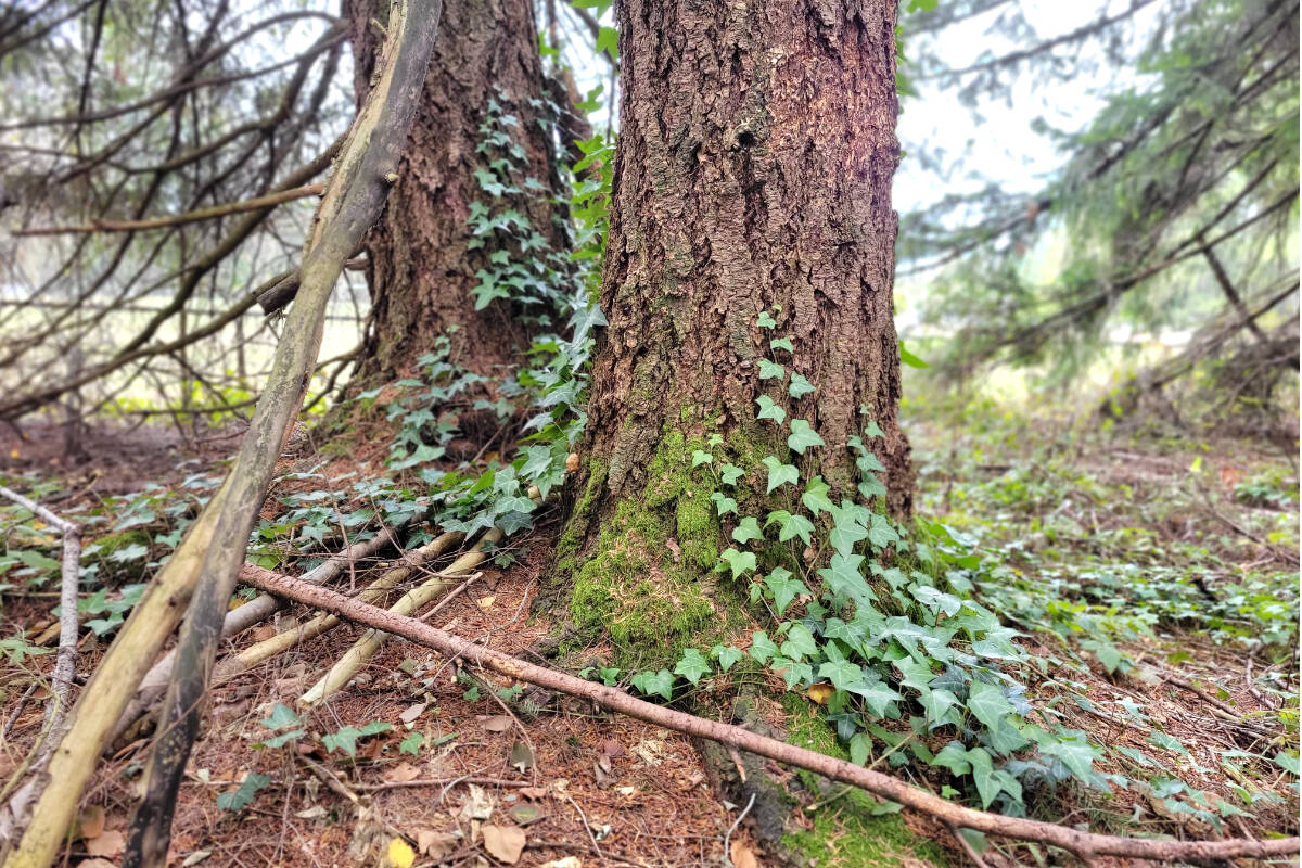 English Ivy is climbing up trees in Aldergroves Steele park. (Dan Ferguson/Langley Advance Times)