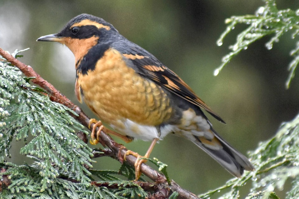 31328440_web1_221215-LAT-RH-LENSGoodyearThrush-Cora_1