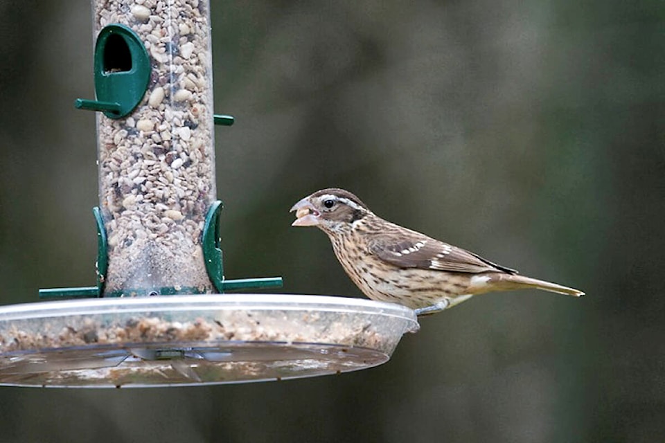 31359414_web1_221219-LAT-DF-Bird-count-back-file_1