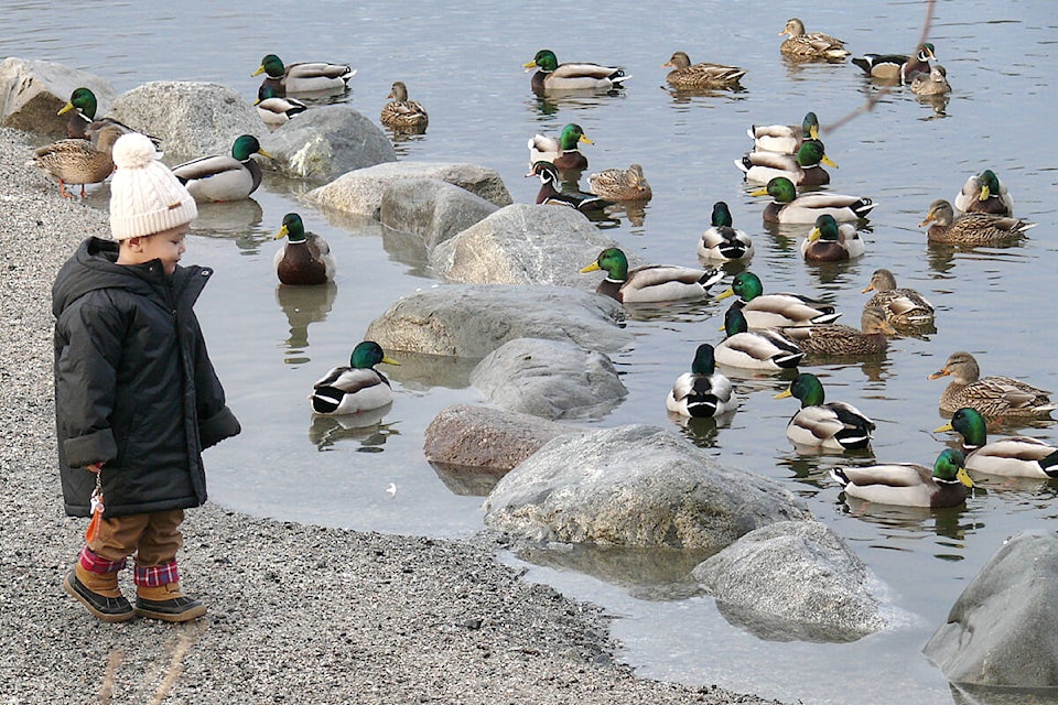 Two-year-old Finn from New Westminster had a close-up look at some ducks in Langley City’s Brydon Lagoon on Saturday, Dec. 31, during the fifth annual Christmas Bird Count for Kids (CBC4Kids) organized by the Langley City-based Explore Science Club. (Dan Ferguson/Langley Advance Times)