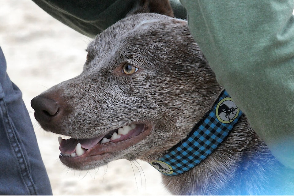 31492383_web1_220622-LAT-Dog-agility-returns-to-tbird_2