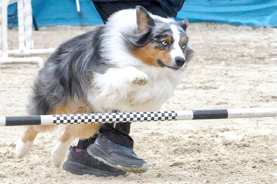 31496186_web1_220622-LAT-Dog-agility-returns-to-tbird-Sunday_3