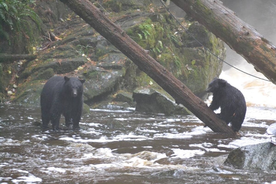 31694211_web1_211022-UWN-bear-warning-tofino-WILDLIFE_1