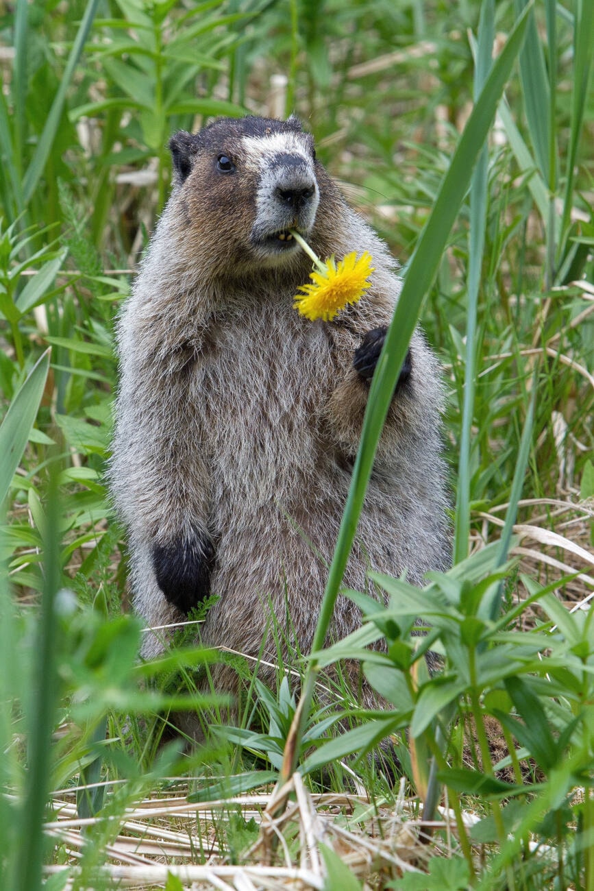 31750160_web1_marmot-w-dandelion-Jos--1-