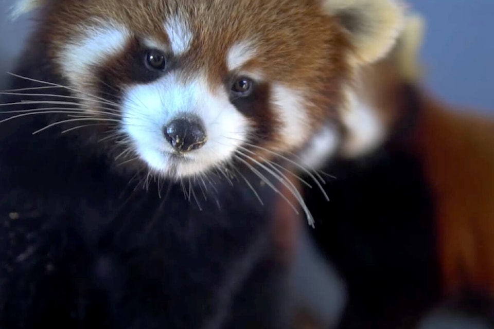 There’s a family of four red pandas at the Greater Vancouver Zoo, following the delivery of twin cubs – one girl, one boy – last June. Now they need names. (Screengrab Greater Vancouver Zoo)