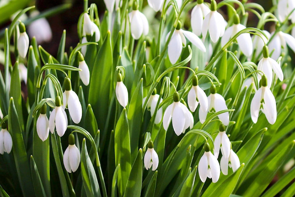 Snow drops are a tell tale sign that spring is coming soon. (Special to Langley Advance Times)