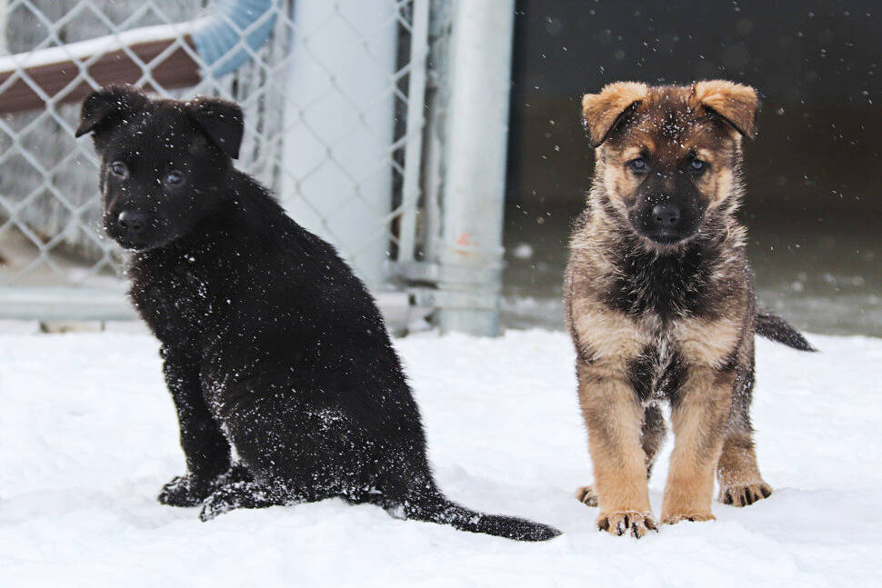 32036547_web1_230223-ACC-RCMP-puppies-RCMP_2