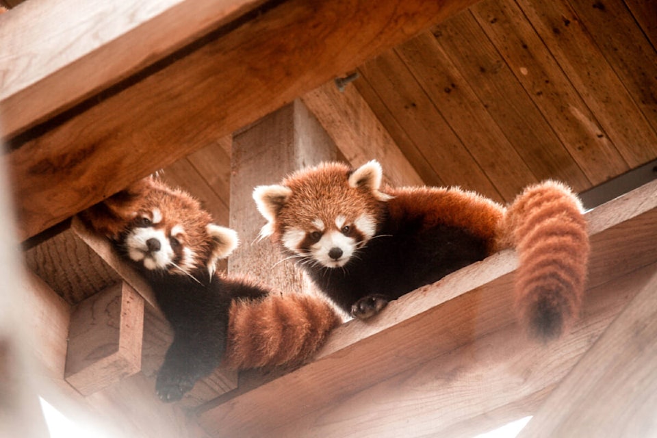 32359260_web1_230219-LAT-RH-NamePandaCubs-pair_1