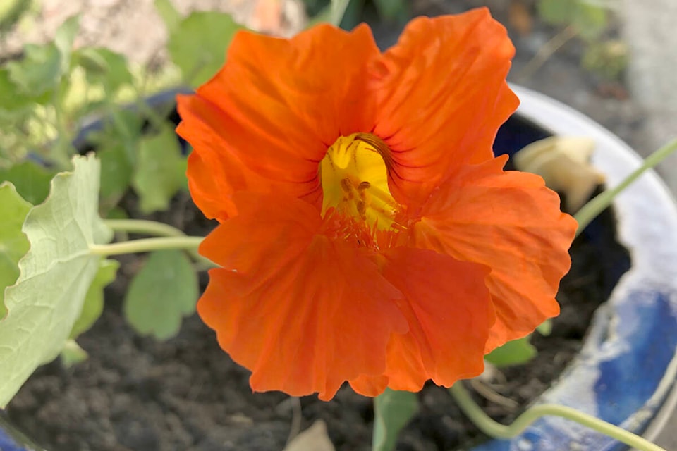 32524863_web1_nasturtium_1