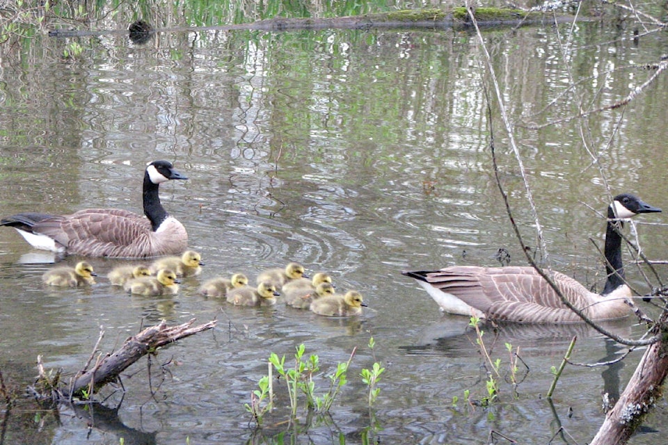 Two families of Canada geese were spotted by Vivian Jervis in the Salmon River Wetlands area of Fort Langley, earlier this week. “The one pair of Canada geese has three goslings and the other pair have 10,” Jervis said, sharing her pictures. (Special to Langley Advance Times)