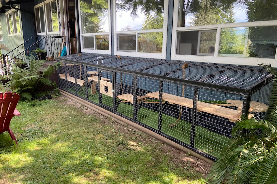 It s catio season White Rock business builds safe outdoor spaces for felines Langley Advance Times