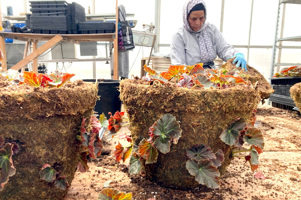 Ahead of Mother’s Day Sunday, staff at Clearview Garden Shop in Aldergrove have been planting hanging baskets, another alternative for the weather-tolerant gardens. (Robyn Roste/Special to The Star)