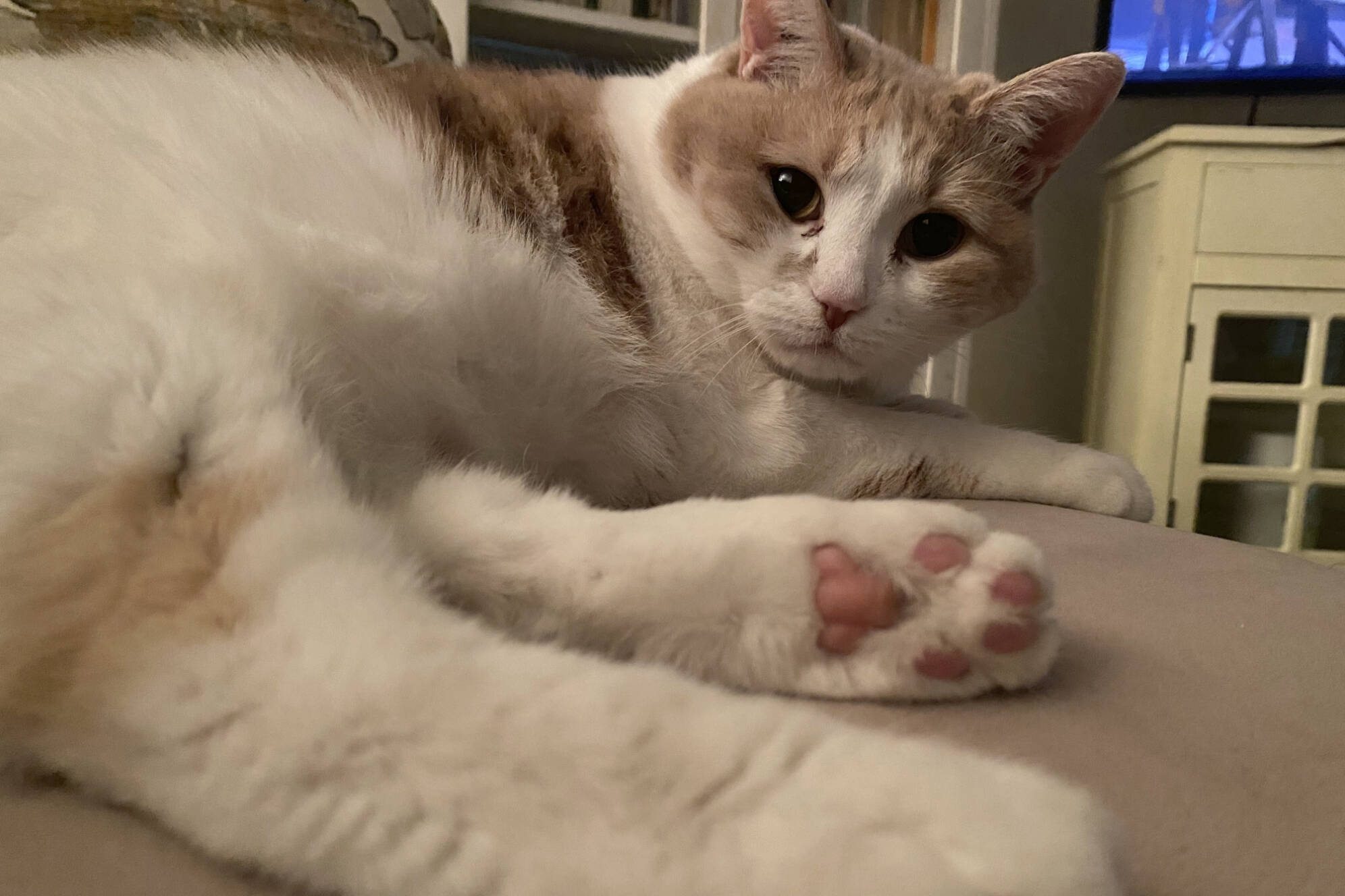 Finding petfriendly rental housing more problematic than ever in B.C