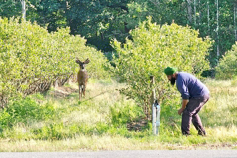 32981471_web1_230622-ALT-Berry-Crop-Update-Deer_1