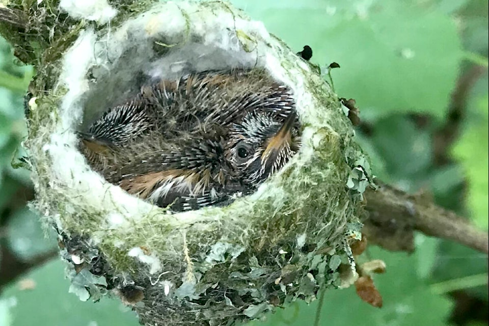 Murrayville’s Shauna Frankelson was recently scouring through the forests off 196th Street for berries, when she happened along a strange looking little structure hidden under some leaves. “Peeking a little closer, I saw tiny little beaks, eyes. WOW!!!! The most perfect hummingbird nest. They’re probably only about two weeks old as their beaks haven’t matured yet. They only have little pin feathers. Absolutely precious!” Frankelson shared, calling it the “awesomeness of nature.” (Special to 91ԭ Advance Times)