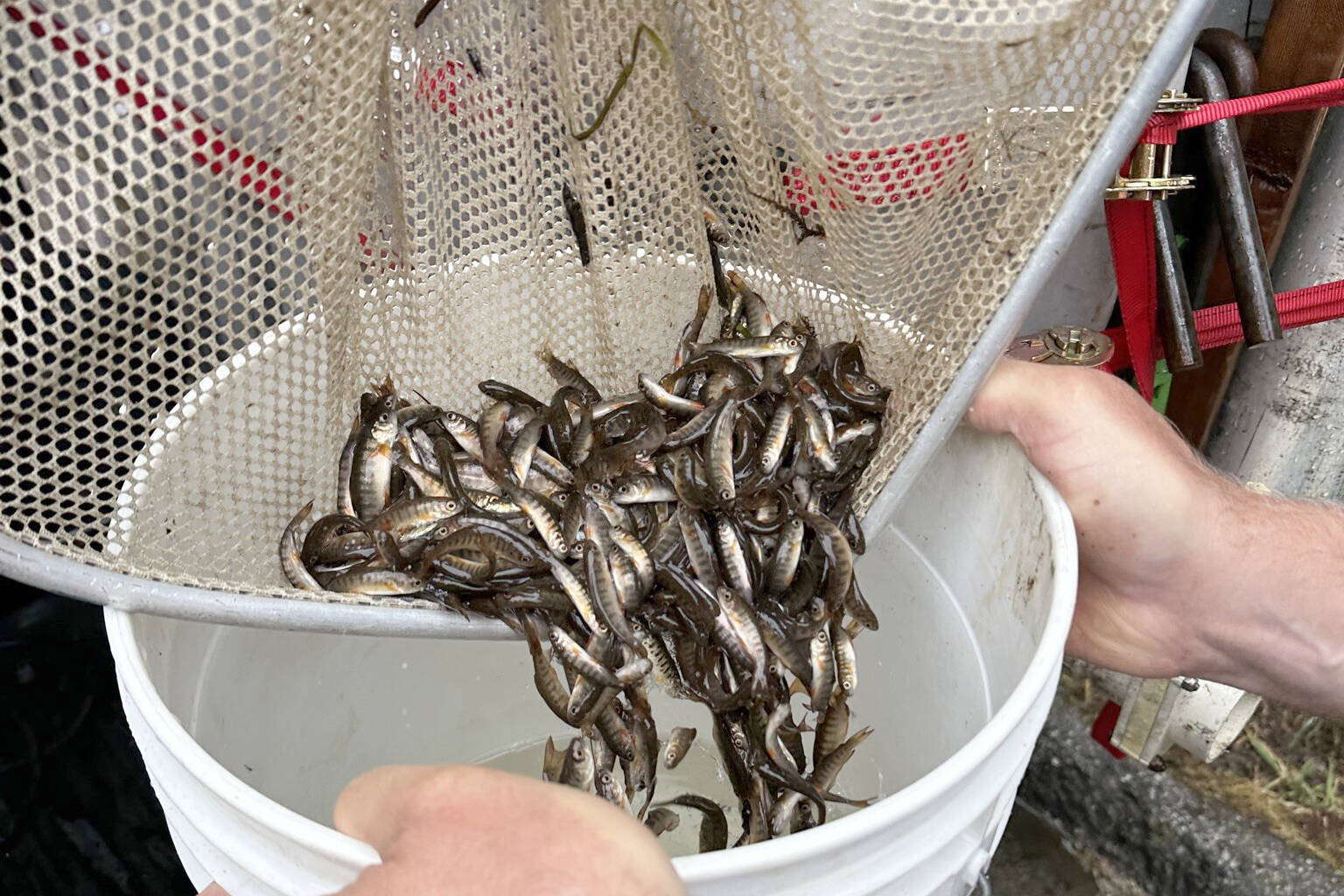 The Department of Fisheries and Oceans Canada worked with community members to relocated thousands of stranded juvenile coho salmon downstream last week, after a concerned South Surrey resident sent the DFO an email. (Jaeger Mah photo)