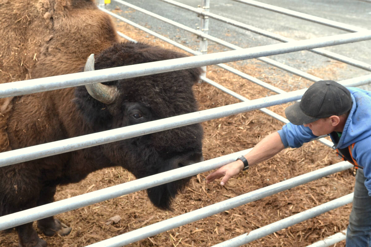 James H greeted Apollo, Academy Farms largest bison weighing more than 2,000 pounds, during the tour on Saturday, June 24. (Kyler Emerson/Langley Advance Times)