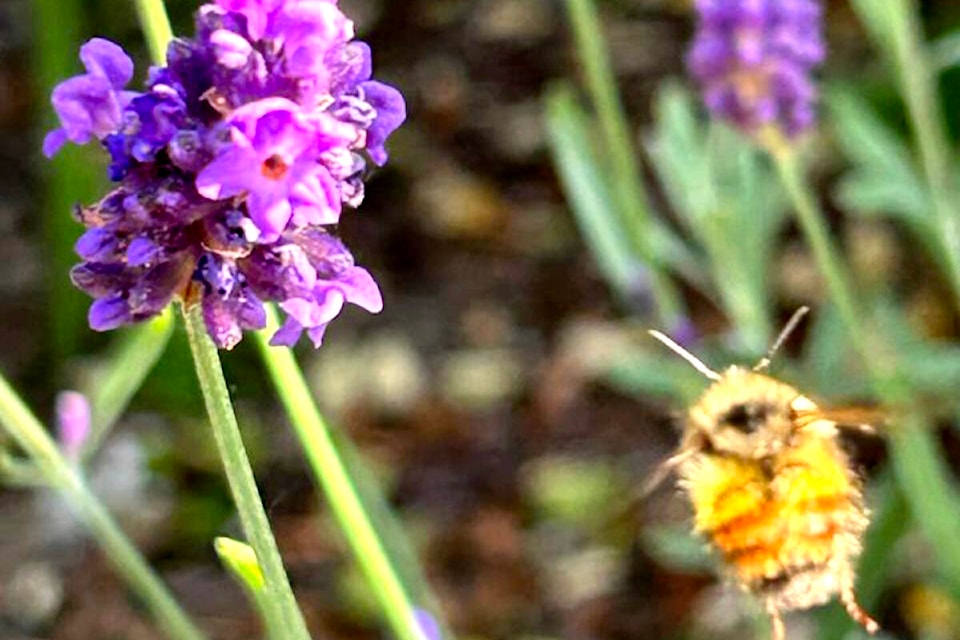 33184066_web1_230630-LAT-RH-LENSBrouwerBumblebee-Wout_1