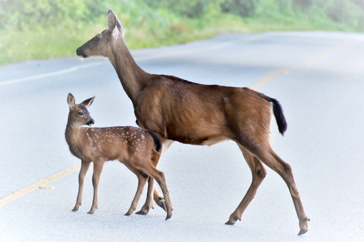 33308890_web1_copy_230714-LAT-RH-LENSGoodyearDeer-Cora_1