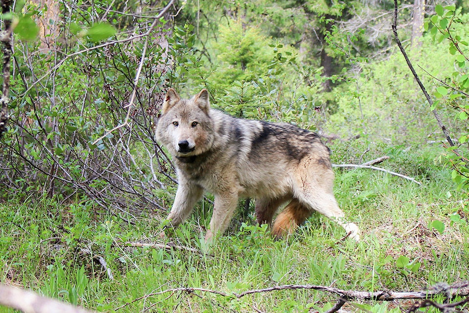 33356115_web1_WolfPopulationReport-ALL-20220426-tsr_1