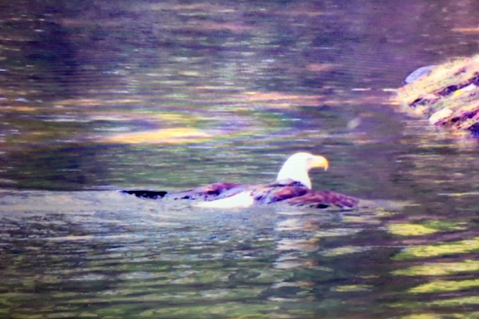 Brenda and Max Montague were “amazed” to see a bald eagle swimming with a trout in its talons last week in a small privately owned lake in South 91ԭ. “We are in the process of filing for a restocking permit,” she explained. “However, government regulations stipulate that all properties with a vested interest in the lake must agree.” This recent sighting reinforced her feelings that restocking is critical to the lake’s preservation. “It would be a shame to lose a vibrant ecosystem such as this,” Montague said. (Special to 91ԭ Advance Times)