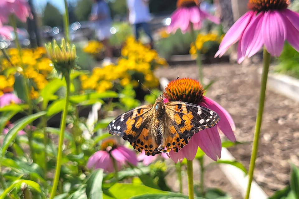 91ԭ hospice and 91ԭ lodge held its annual butterfly release fundraiser on Saturday, Aug. 12 at Krause Berry Farms. (Kyler Emerson/91ԭ Advance Times)