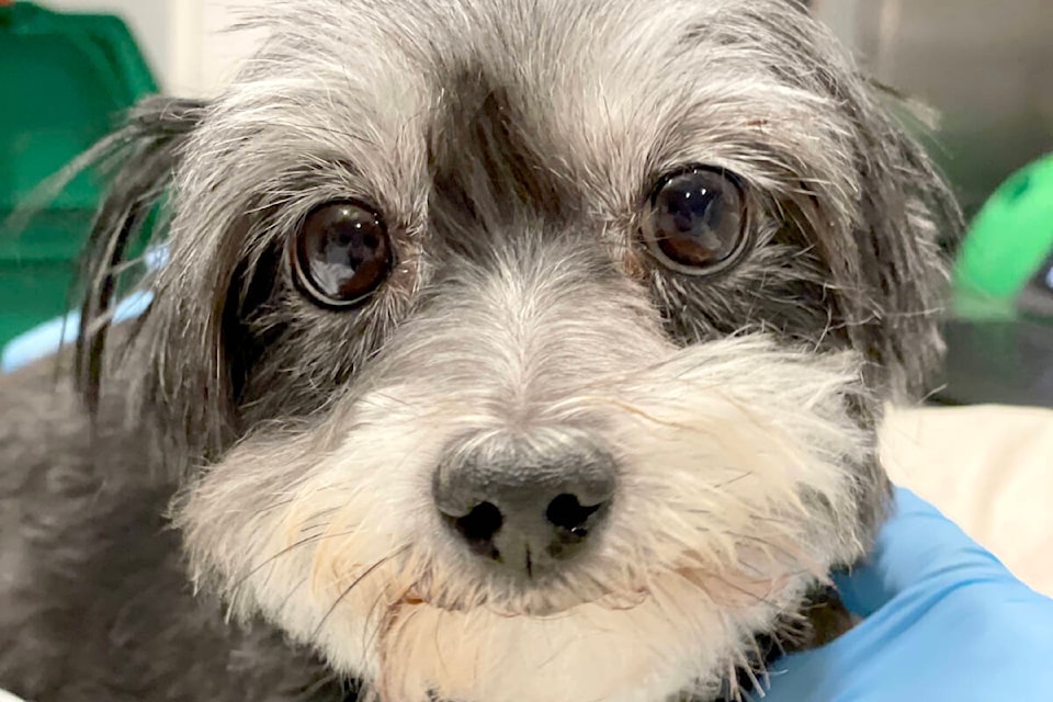 Yorkie and Maltese-mix dogs, as well as cats, were found in distress on a rural  property Wednesday afternoon, and have since been taken into care while officers continue to investigate. (Special to )