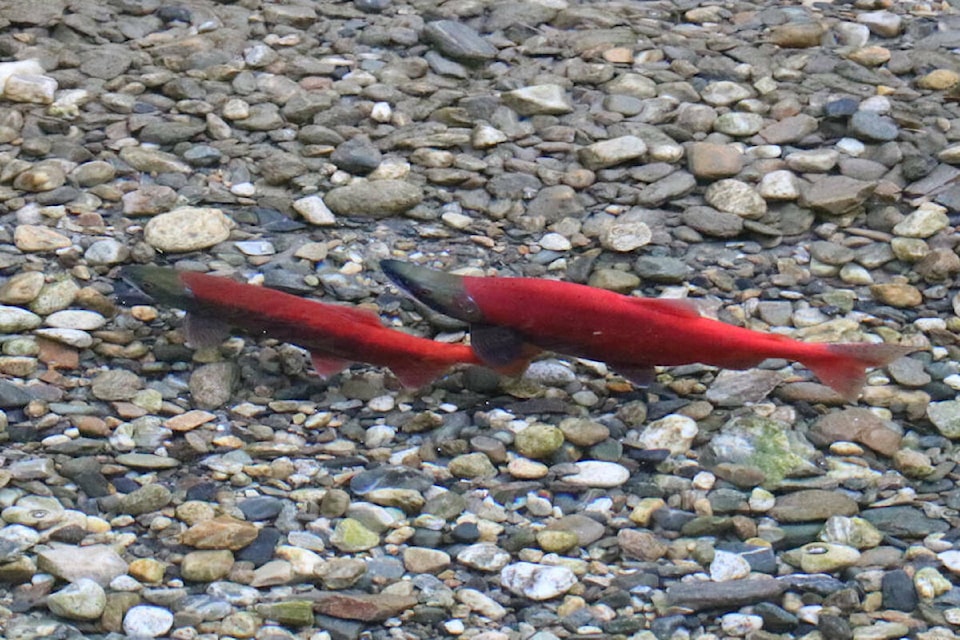 33645358_web1_230824-KWS-WildlifeFed-kokanee_1