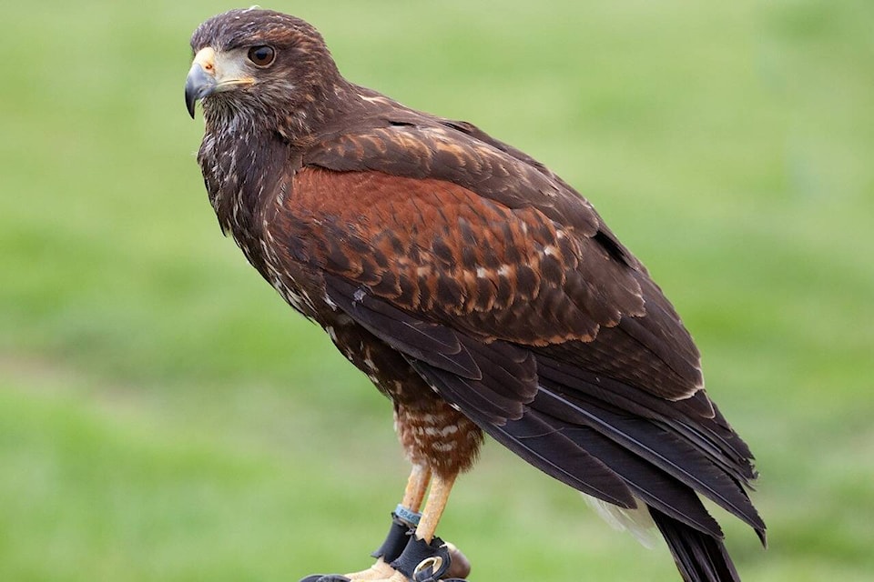 Master falconer Gary Worley will use two Harris hawks to help control the seagulls from being too pesky at the upcoming Charcuterie on the Pier event, which happens Sept. 2 in White Rock. (Pixabay photo)
