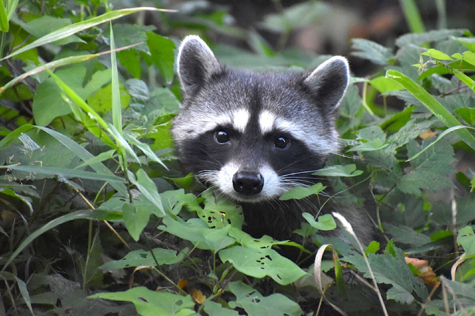 91ԭ’s Cora Goodyear thought these young racoons were “cute.” She photographed each a few days apart last week, while the critters were looking for a clear path to cross the road, namely a section along Allard Crescent. (Special to 91ԭ Advance Times)