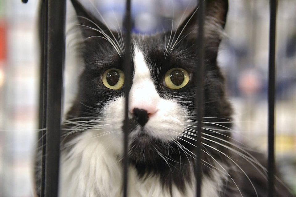 Petsmart westminster hot sale adoption
