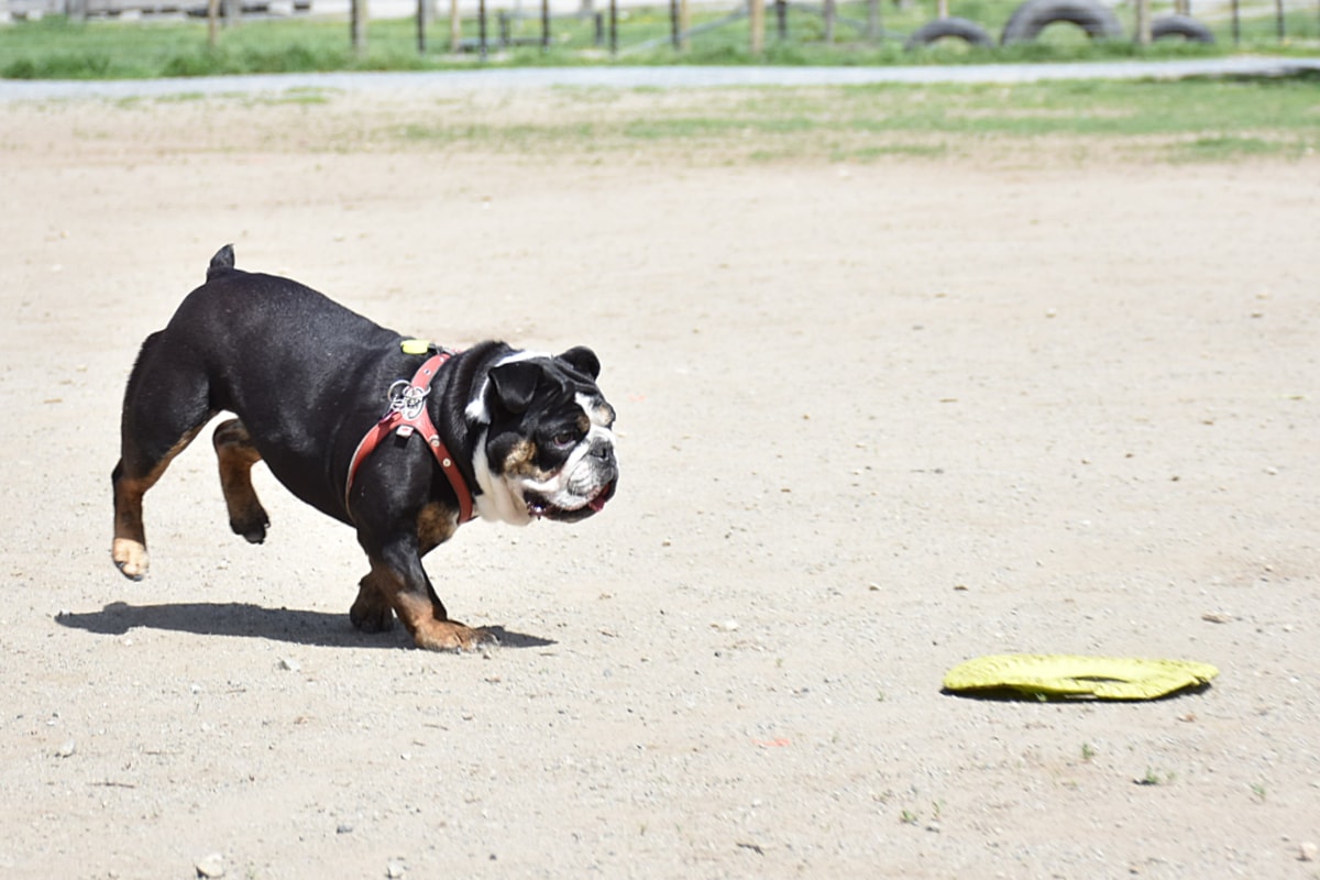 Protecting pets from heat stroke as hot weather hits Maple Ridge