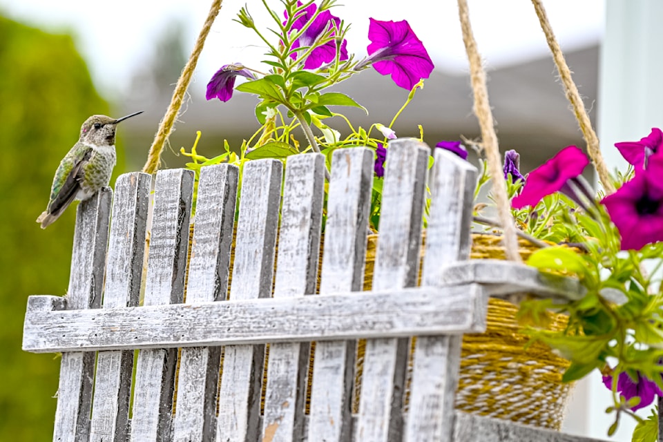 "This is my morning friend," said Maple Ridge's Victor Safonov, who took this photo of a visiting hummingbird in his backyard in Albion recently.
