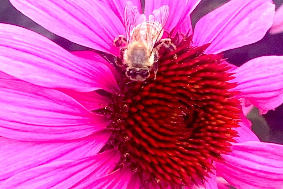 Lifetime Maple Ridge resident Gene Cordoni enjoys taking photos of local flowers. He recently spotted "this busy honey bee hard at work upon a flower to which I believe is called echinacea," and he had to share.